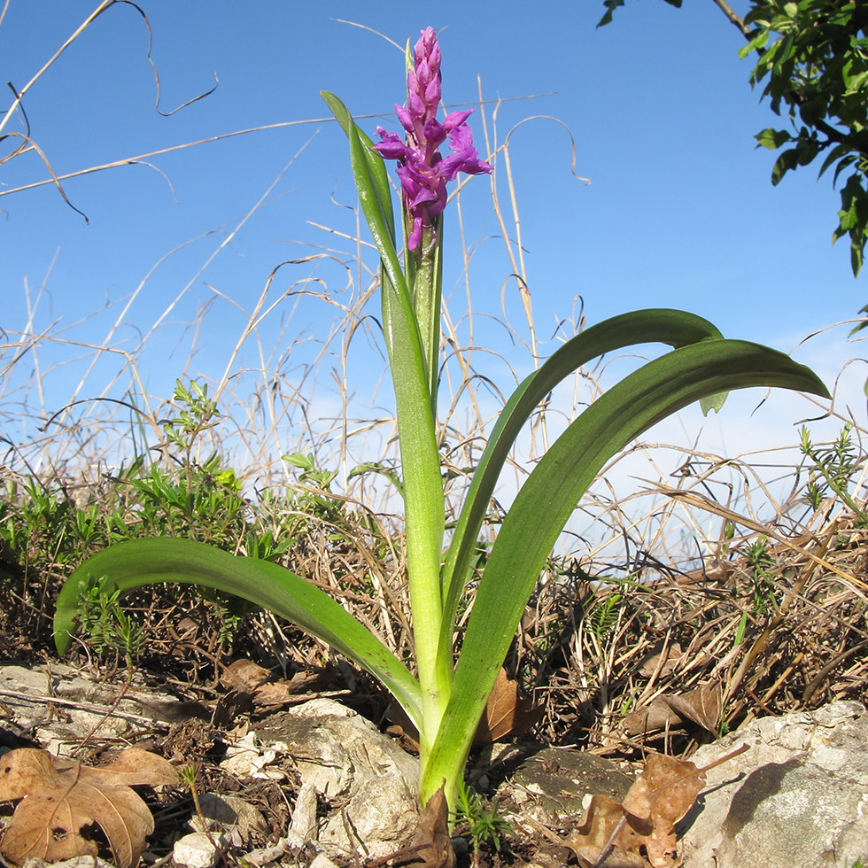 Image of Orchis mascula specimen.