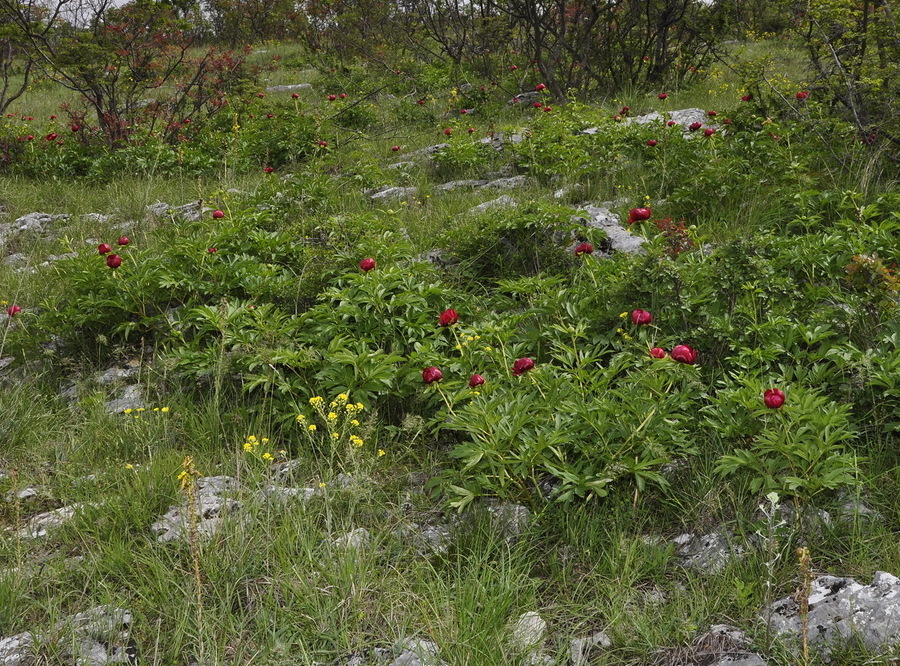 Изображение особи Paeonia peregrina.