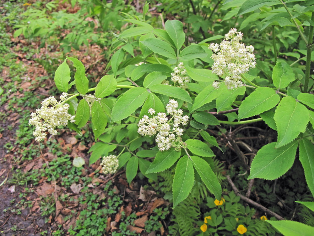 Image of Sambucus racemosa specimen.