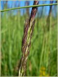 Calamagrostis epigeios. Часть соцветия. Чувашия, окр. г. Шумерля, ст. Кумашка, Соколова поляна. 27 июня 2009 г.