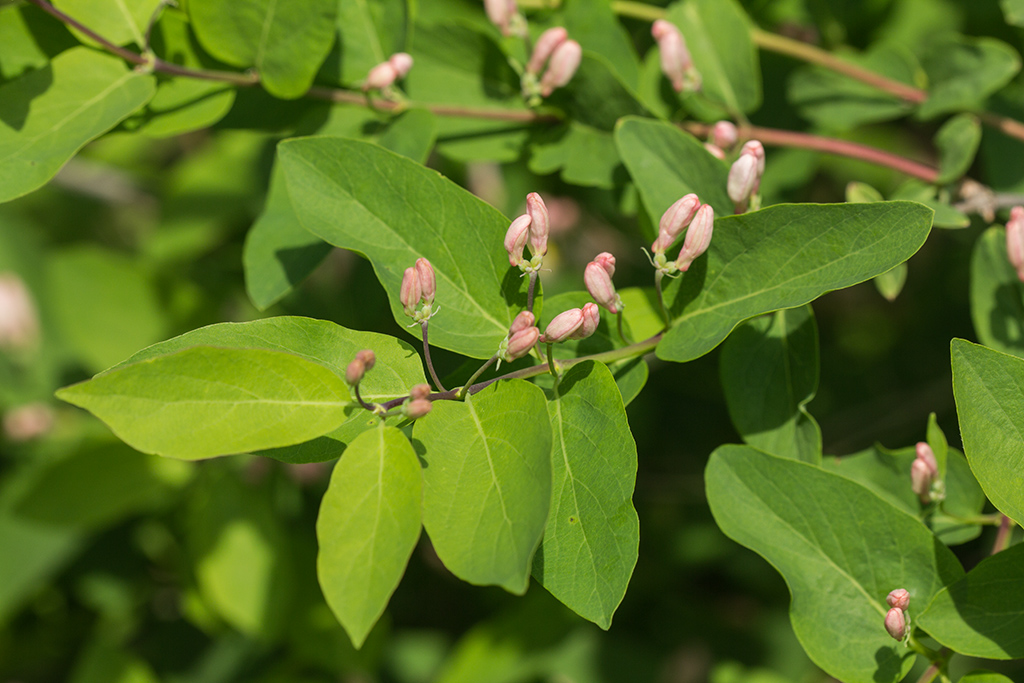 Изображение особи Lonicera tatarica.