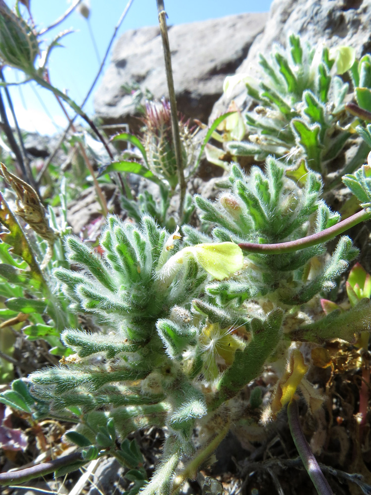 Image of Ajuga iva specimen.