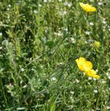 Ranunculus bulbosus