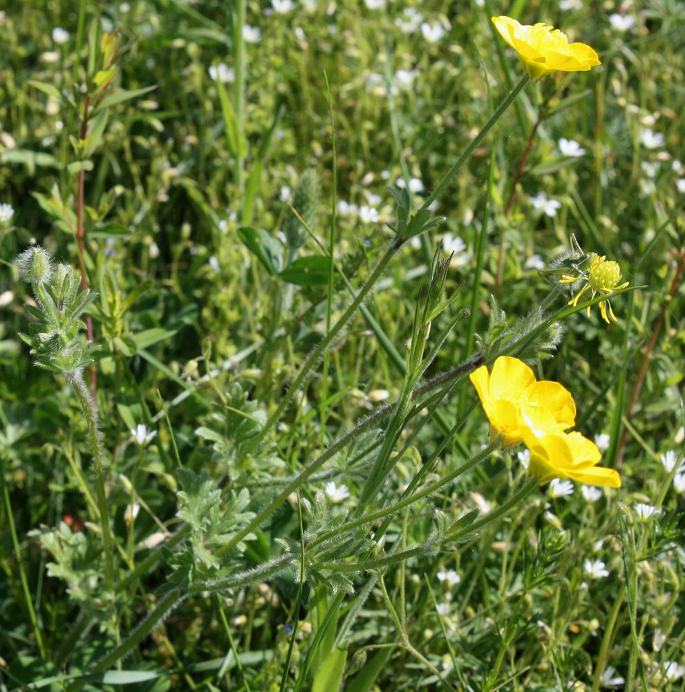 Изображение особи Ranunculus bulbosus.