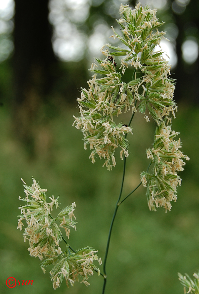 Изображение особи Dactylis glomerata.