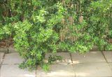 Buxus balearica