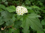 Physocarpus opulifolius. Верхушка побега с соцветием. Ярославль, Петропавловский парк. 8 июня 2014 г.