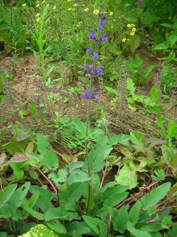 Изображение особи Salvia stepposa.