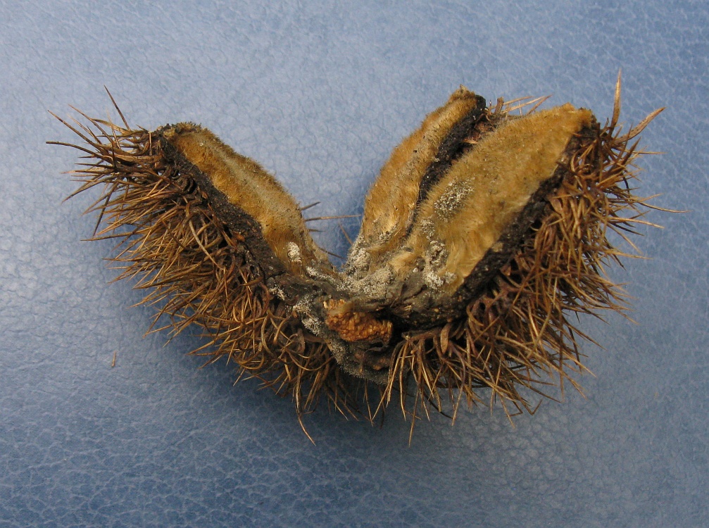 Image of Castanea dentata specimen.