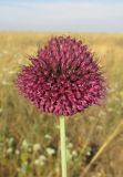 Allium sphaerocephalon. Соцветие. Крым, Тарханкутский п-ов, верховья балки Большой Кастель, степь. 13 июля 2014 г.