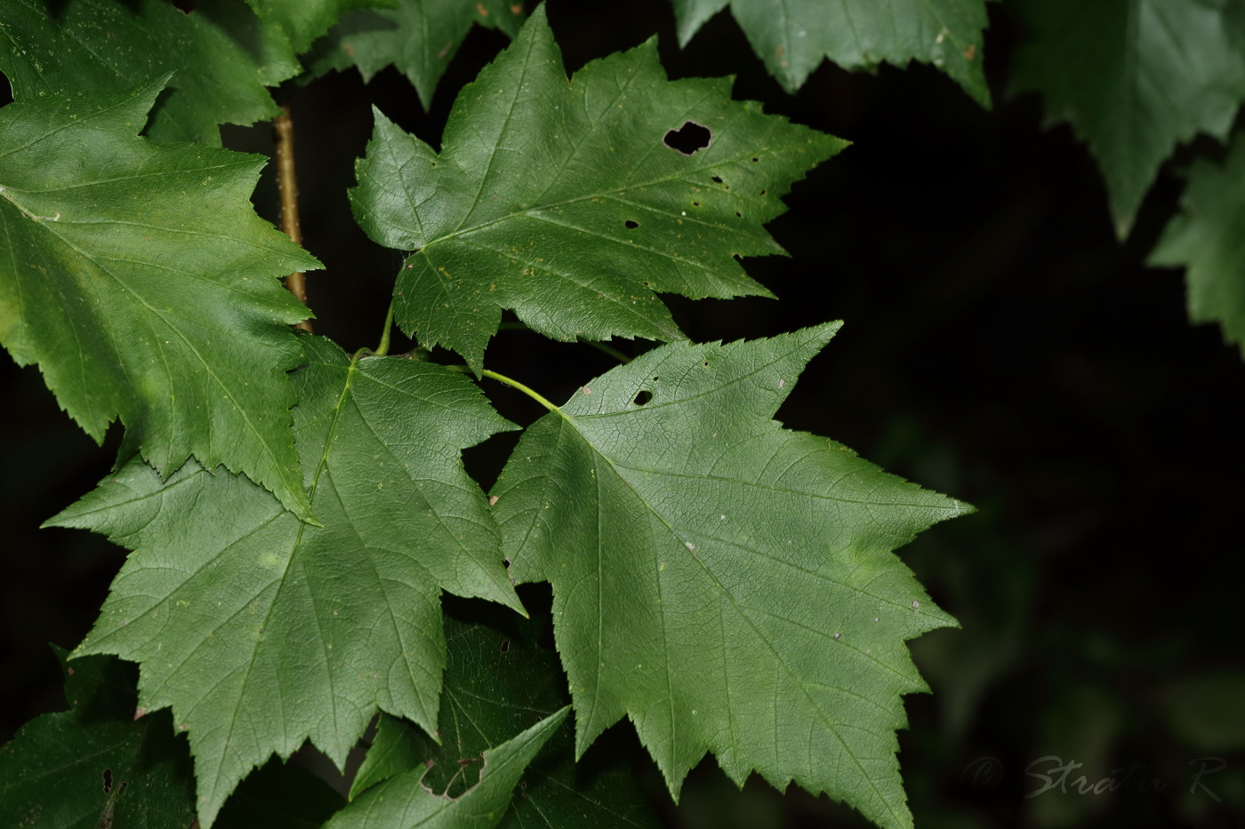 Изображение особи Sorbus torminalis.