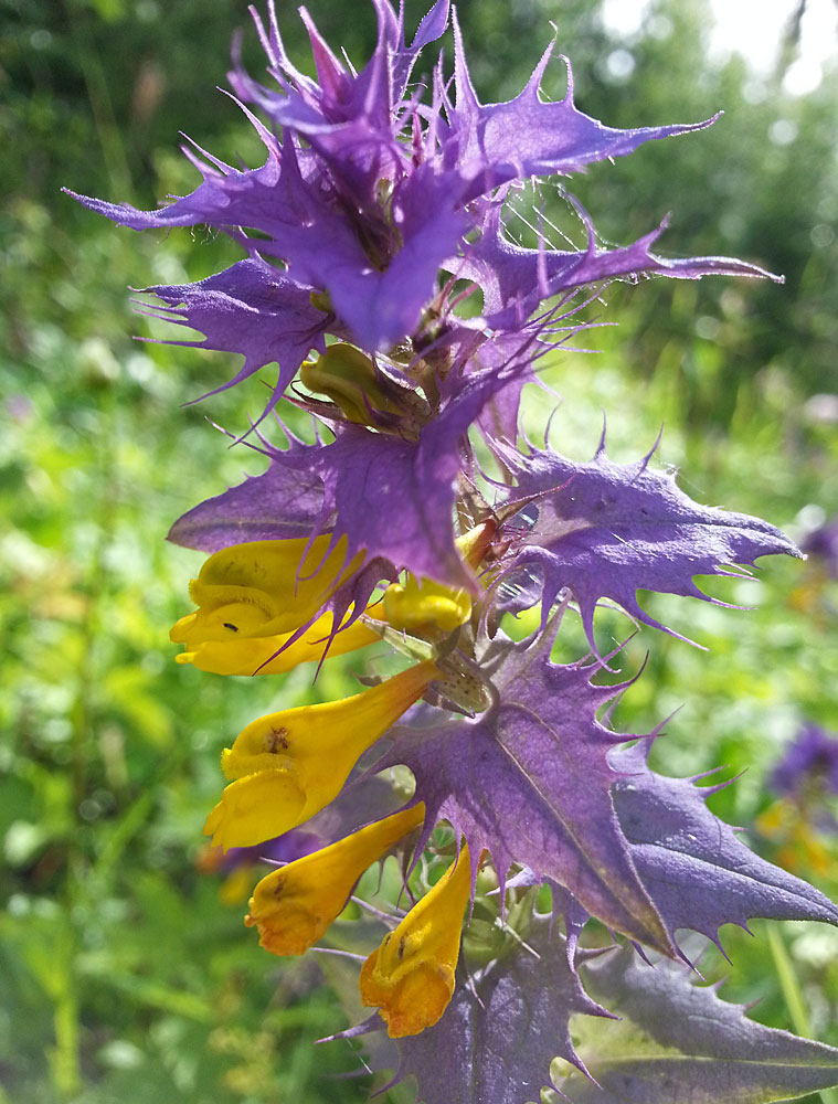 Image of Melampyrum nemorosum specimen.