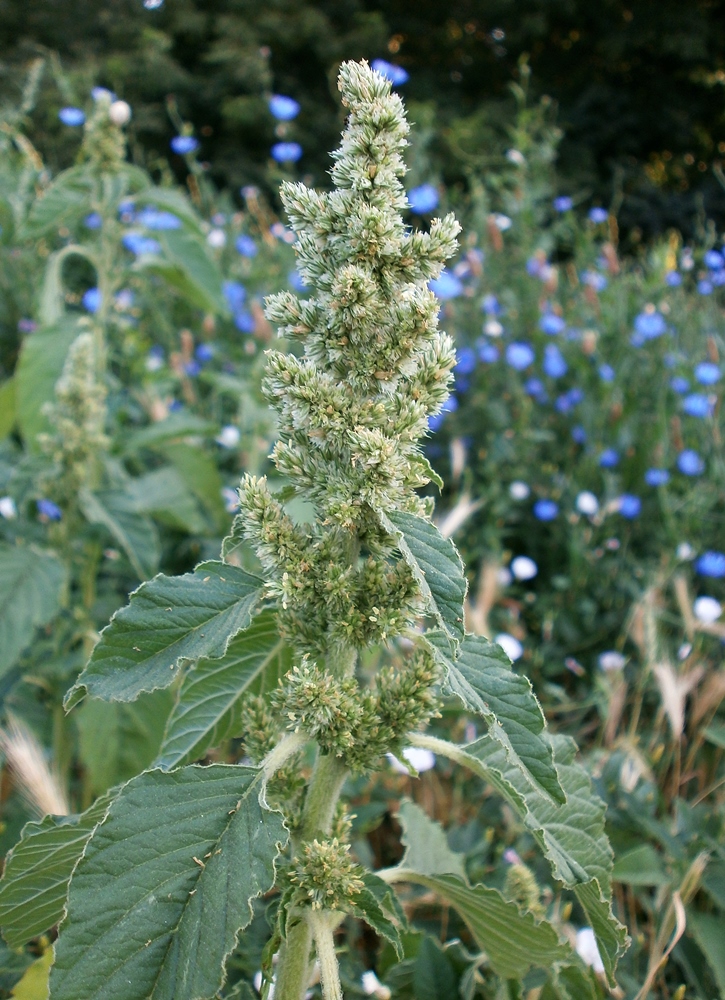 Image of Amaranthus retroflexus specimen.