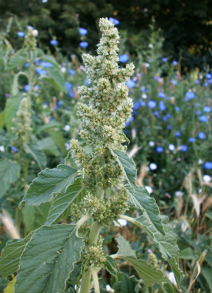 Изображение особи Amaranthus retroflexus.