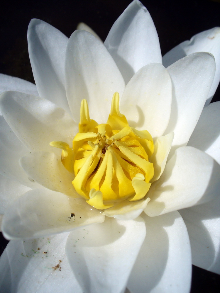 Image of Nymphaea candida specimen.