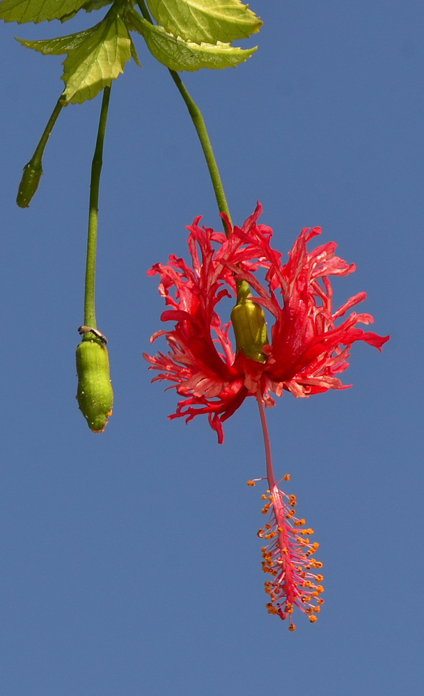 Image of Hibiscus schizopetalus specimen.