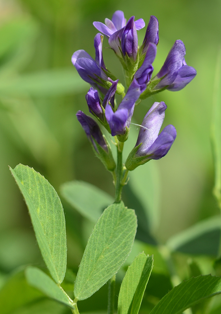 Изображение особи Medicago sativa.