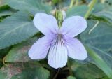 род Viola