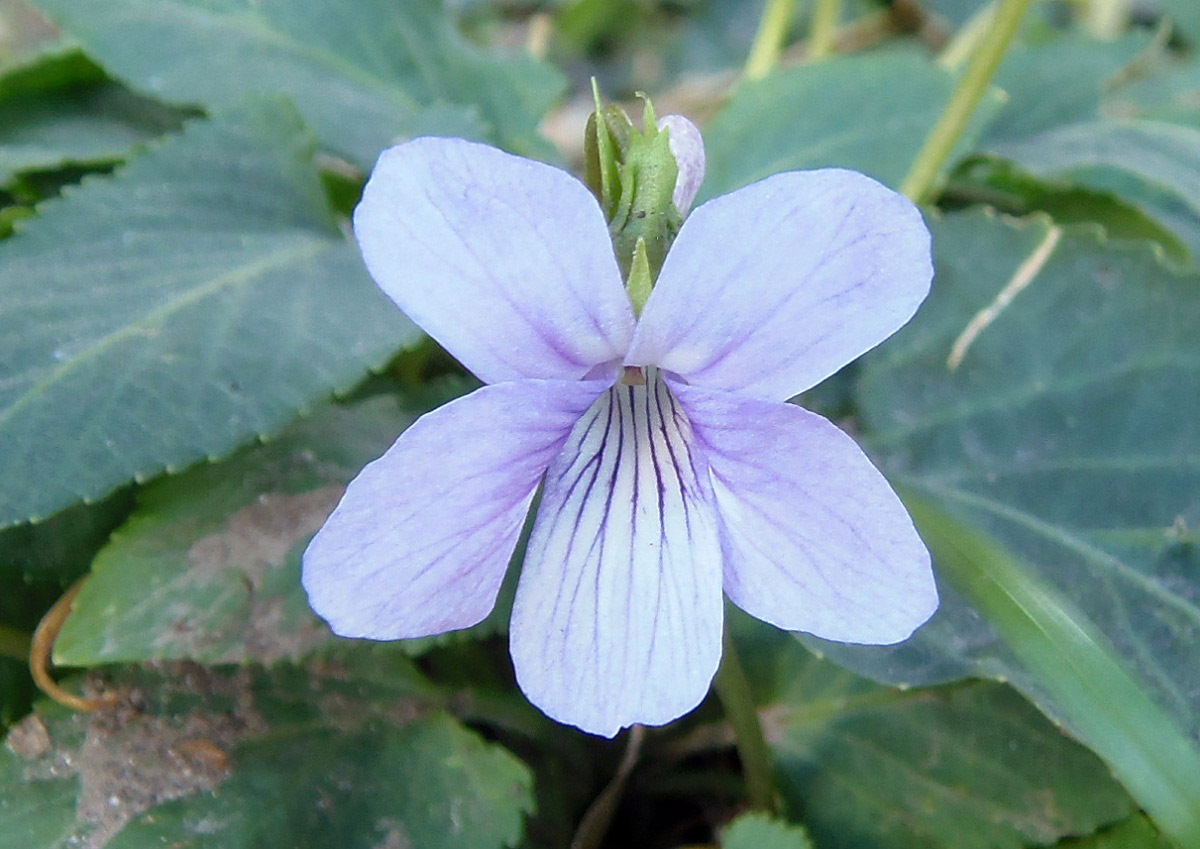 Image of genus Viola specimen.