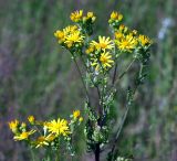 Senecio jacobaea