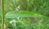 Lactuca sibirica