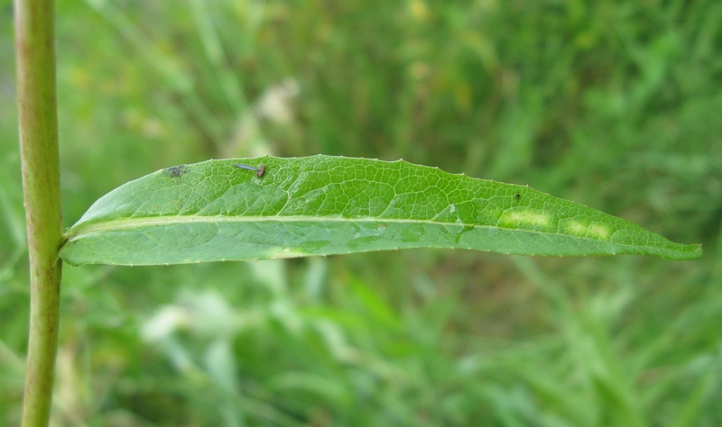 Изображение особи Lactuca sibirica.