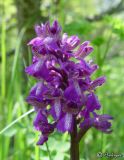 Anacamptis morio ssp. caucasica