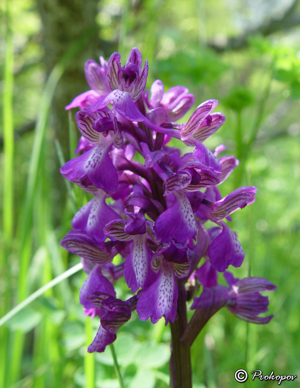 Изображение особи Anacamptis morio ssp. caucasica.