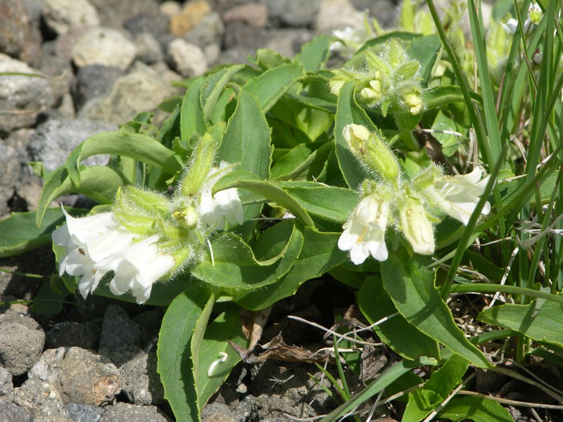 Image of Pennellianthus frutescens specimen.