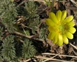 Adonis amurensis