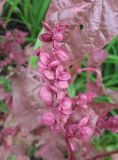 Atriplex hortensis