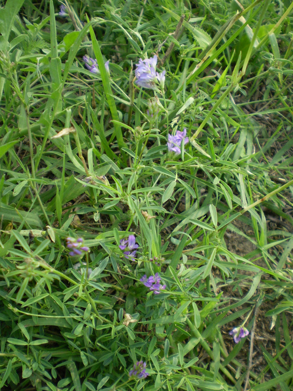 Image of Medicago sativa specimen.