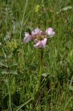 Pedicularis rhinanthoides