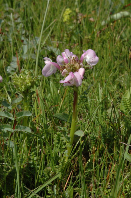 Изображение особи Pedicularis rhinanthoides.