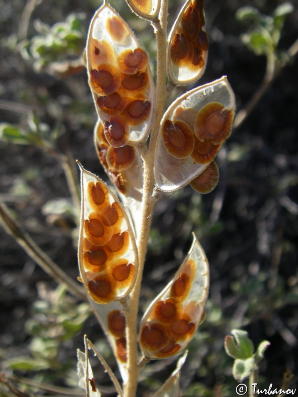 Image of Fibigia clypeata specimen.