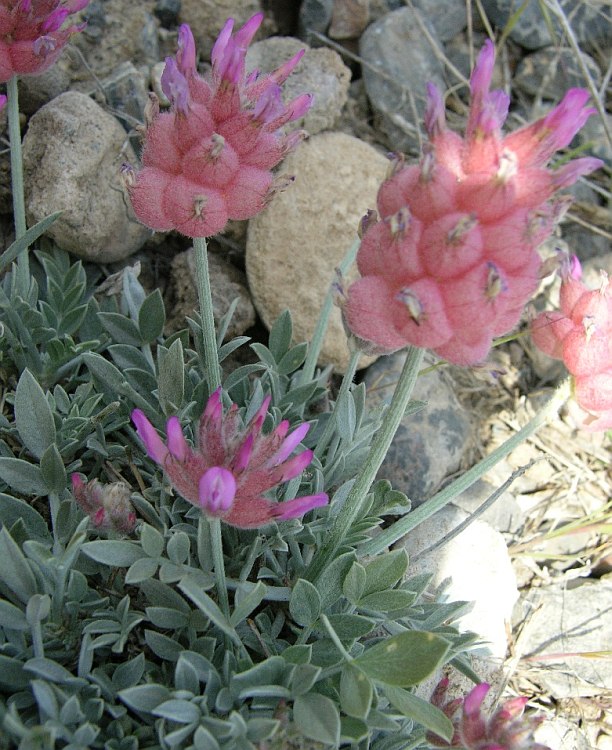 Изображение особи Astragalus schrenkianus.