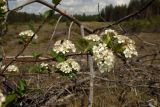 × Sorbaronia mitschurinii. Верхушка цветущего побега с молодыми листьями. Новгородская обл., Боровичский р-н, лес западнее г. Боровичи, вырубка. 31.05.2015.