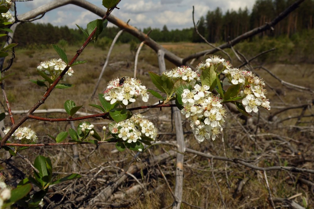 Изображение особи &times; Sorbaronia mitschurinii.