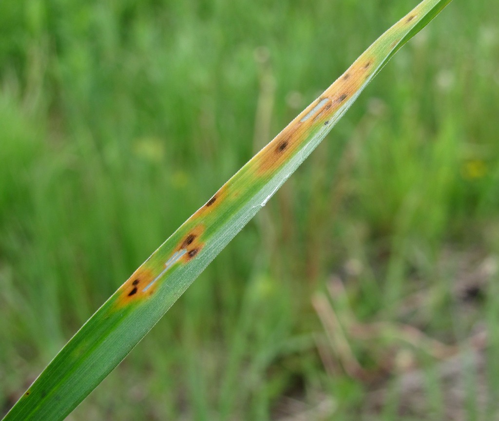 Изображение особи Dactylis glomerata.