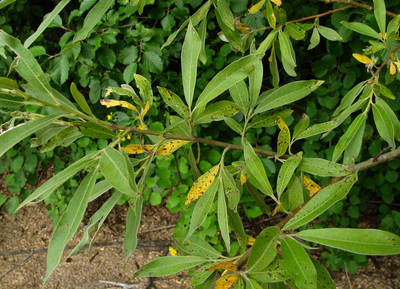 Изображение особи Salix gmelinii.