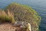 Euphorbia dendroides. Старое растение на уступе скалы. Черногория, окр. г. Петровац (Petrovac), пешеходная дорога к пос. Перажица До (Perazića Do). 12.10.2014.