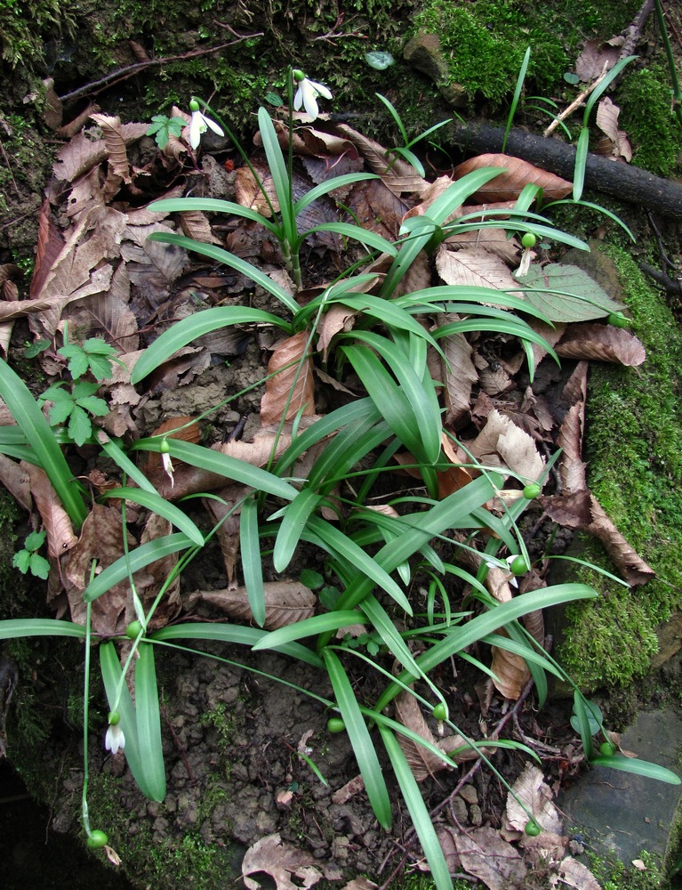 Image of Galanthus woronowii specimen.