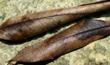 Lauro-cerasus officinalis