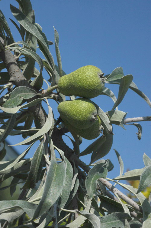 Image of Pyrus elaeagrifolia specimen.