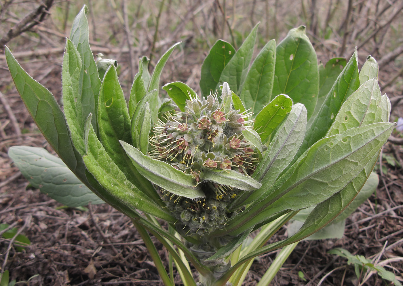 Image of Solenanthus biebersteinii specimen.