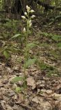 Cephalanthera damasonium