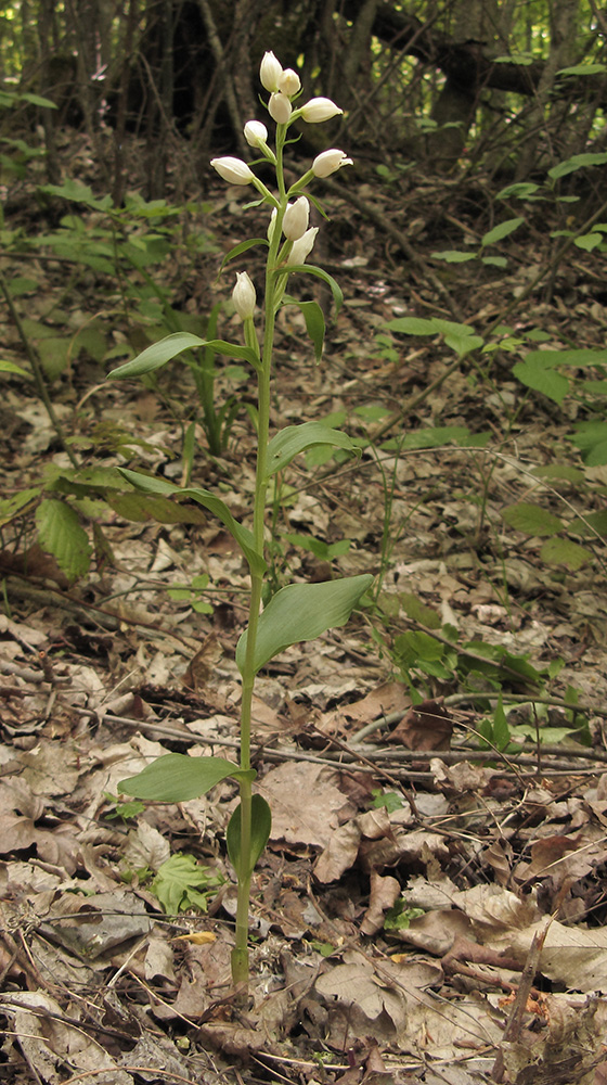 Изображение особи Cephalanthera damasonium.