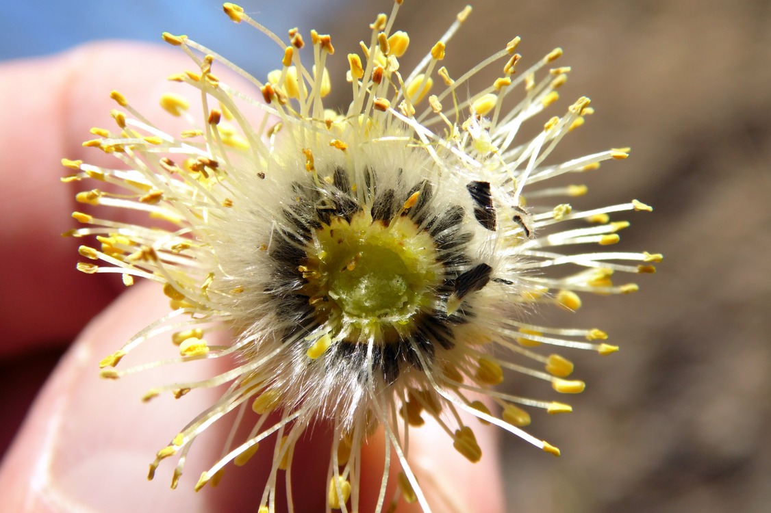 Изображение особи Salix caprea.