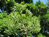 Araucaria cunninghamii. Ветвь с зачатками шишек. Австралия, г. Брисбен, ботанический сад. 02.08.2015.