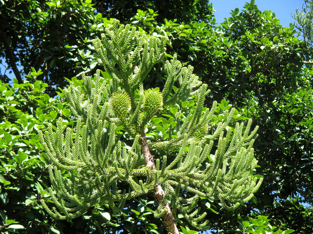 Image of Araucaria cunninghamii specimen.